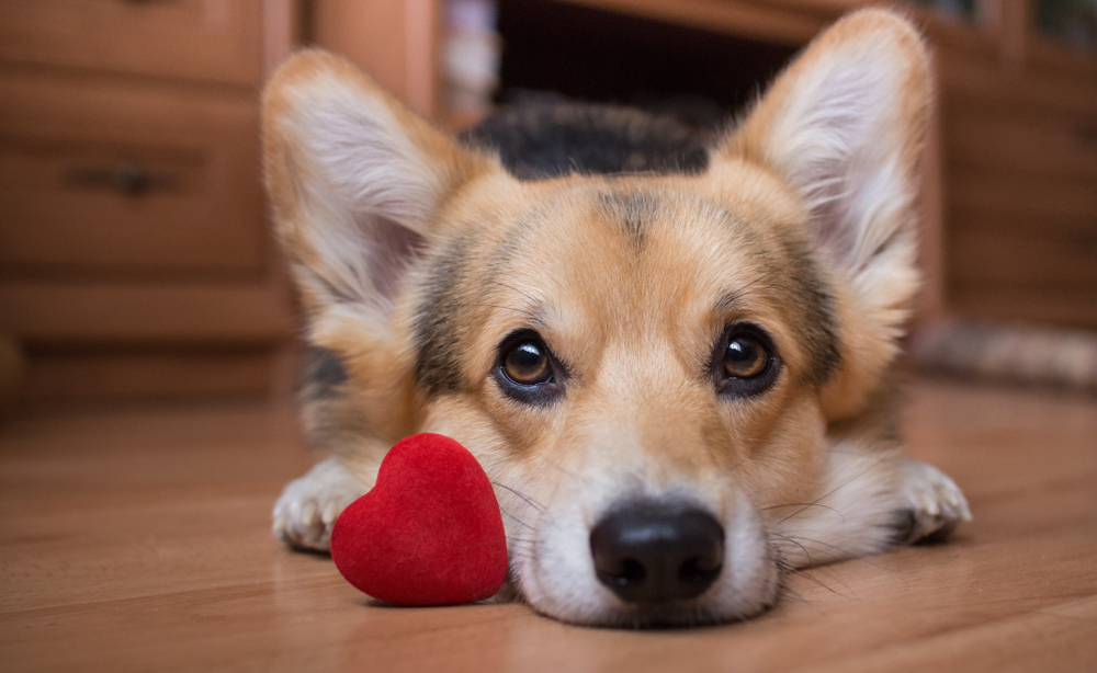 Dog holding a red velvet heart in its mouth for Valentine's day