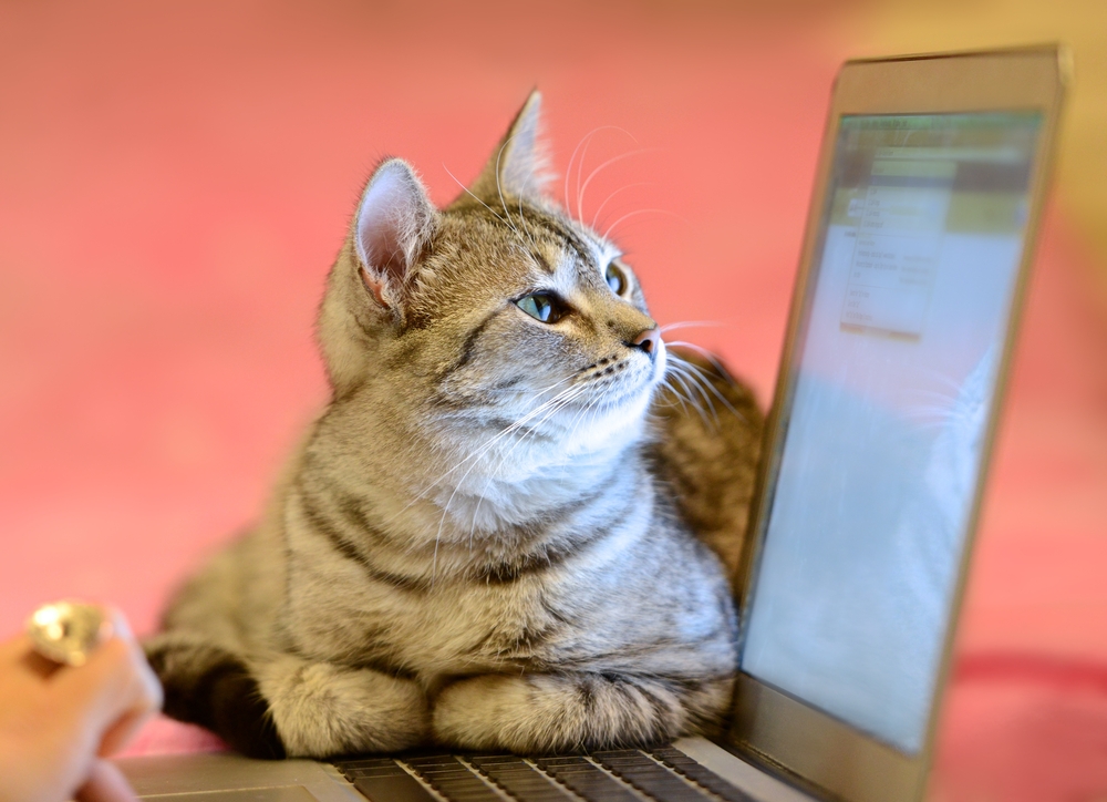 cat looking at a website 404 error message