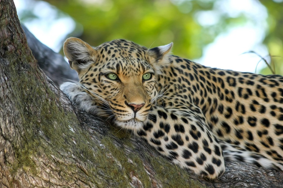 Leopard to represent The Kingdom of Eswatini Leopard to represent The Kingdom of Eswatini