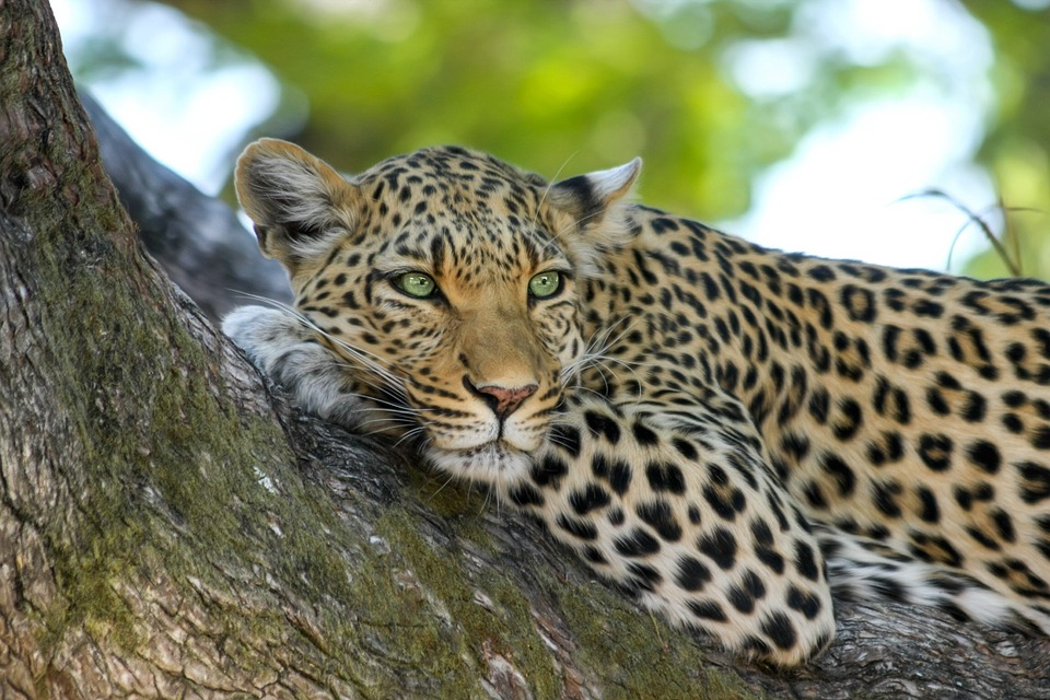 Leopard to represent The Kingdom of Eswatini